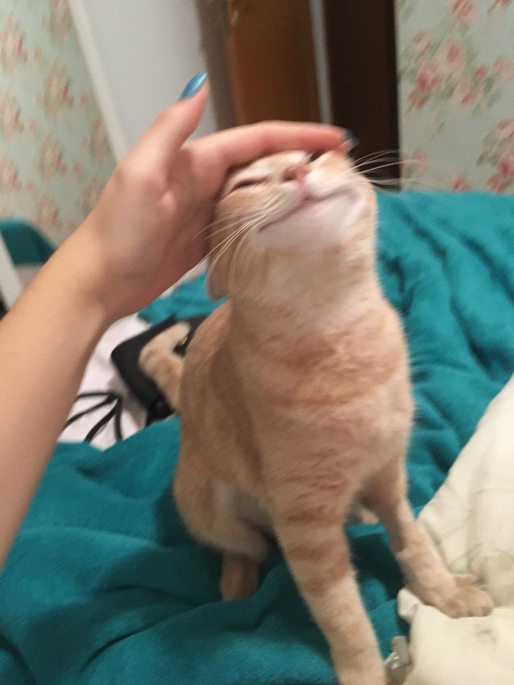 Гладить кота