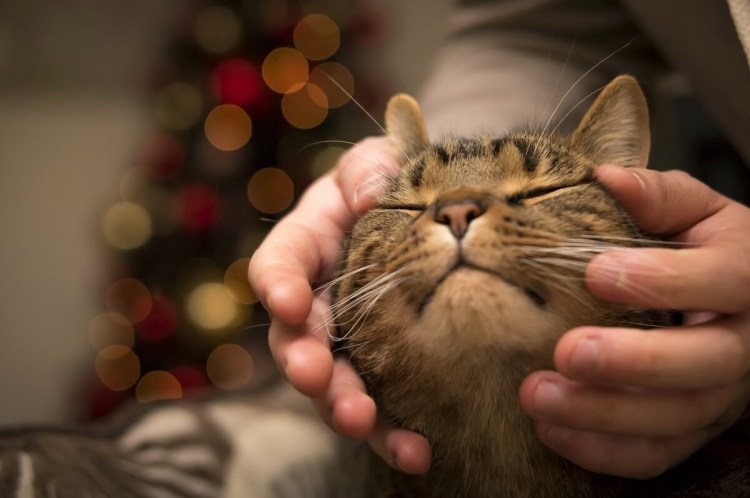 Кошка на руках