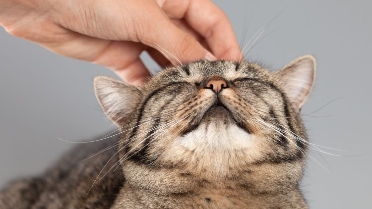 Кошка мурлычет