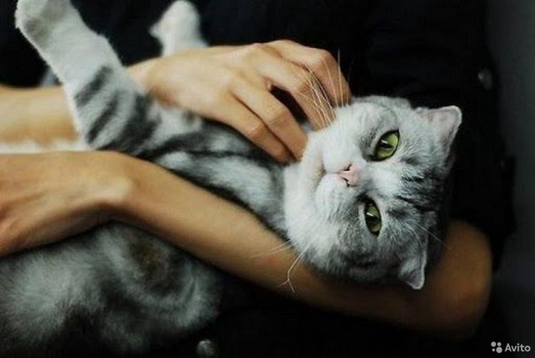 Девушка гладит кота