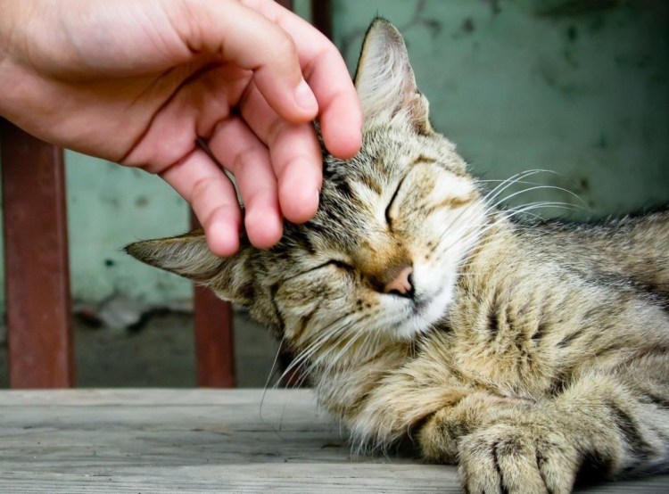 Ласковая кошка