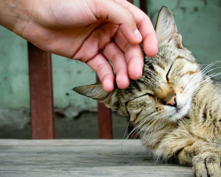 Гладить кошку