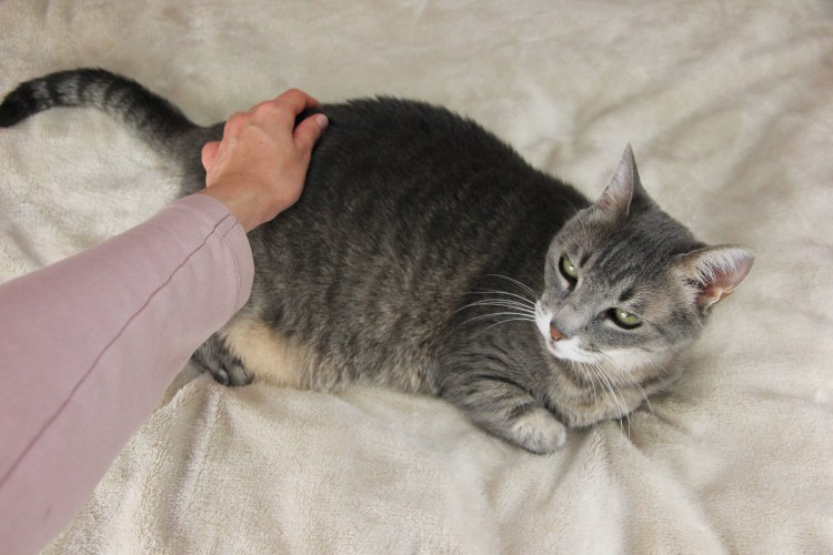 Кошка на руках