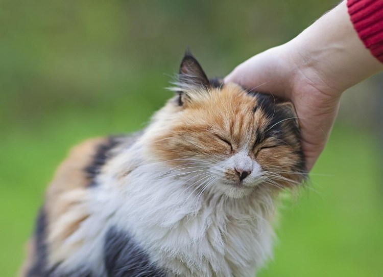 Кошка мурчит