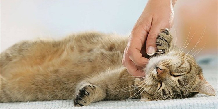 Кот ласкается