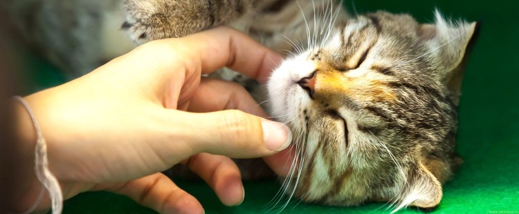 Гладить кошку