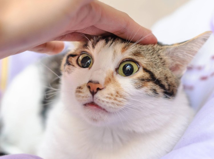 Кошка мурлычет