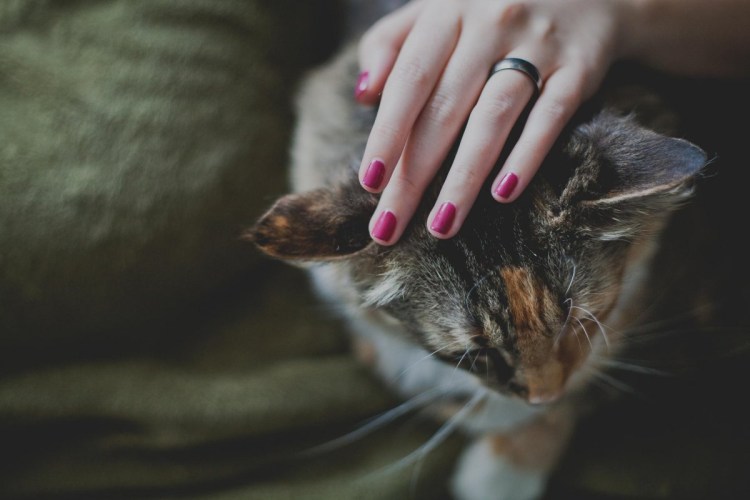 Девушка гладит котенка