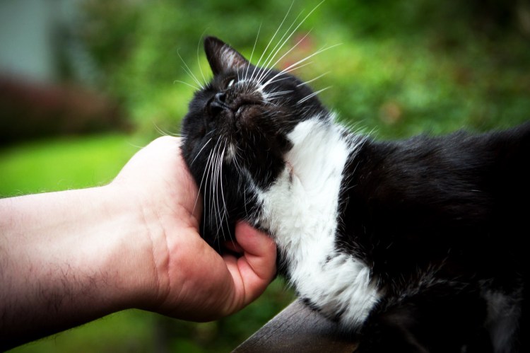 Чешет за ушком