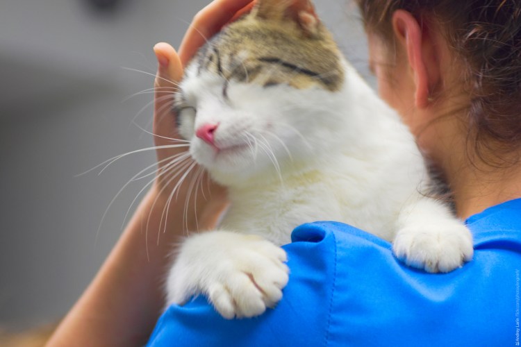 Гладить кота