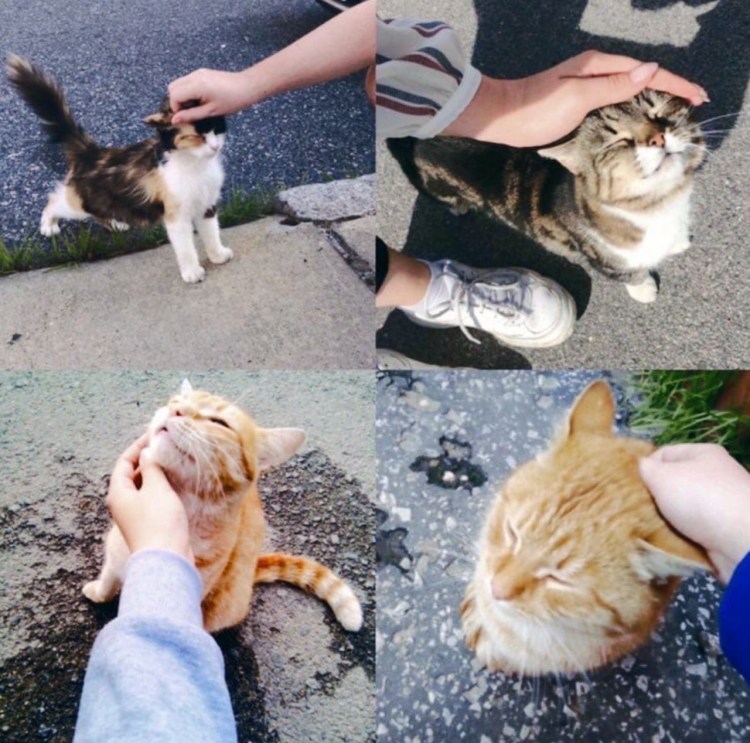 Гладить домашних животных