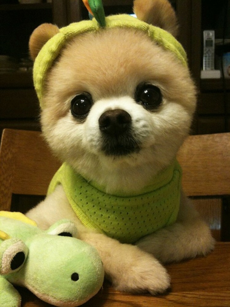 Японская порода собак сиба-ину