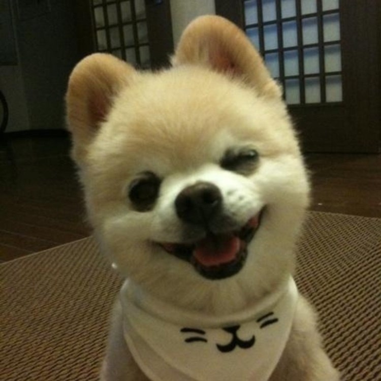 Лайка Акита ину