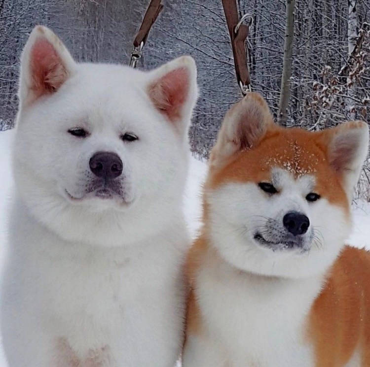 Порода Акита ину