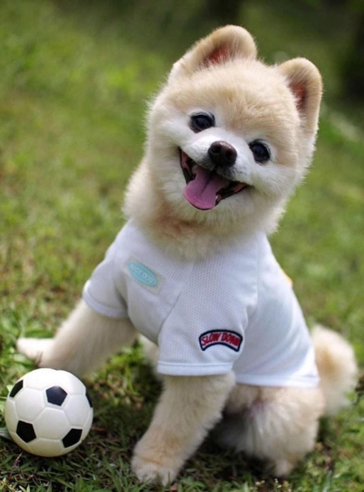 Акита ину щенок