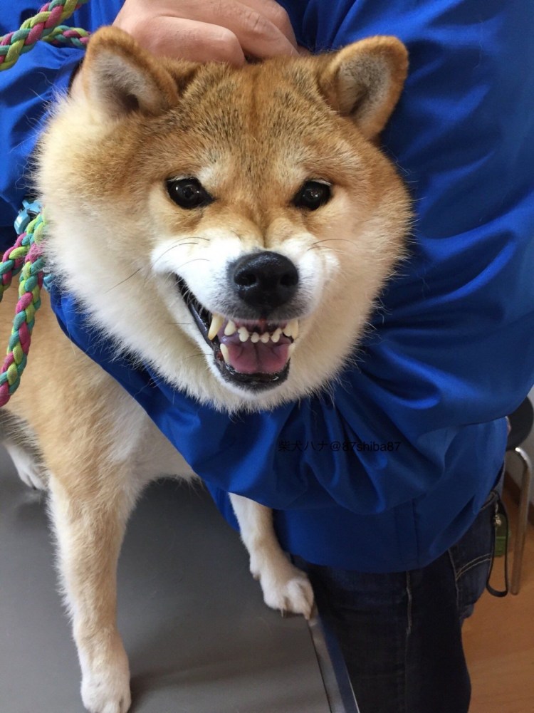 Японская Акита ину