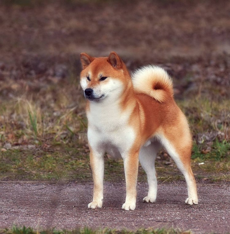 Померанский шпиц белый корейский