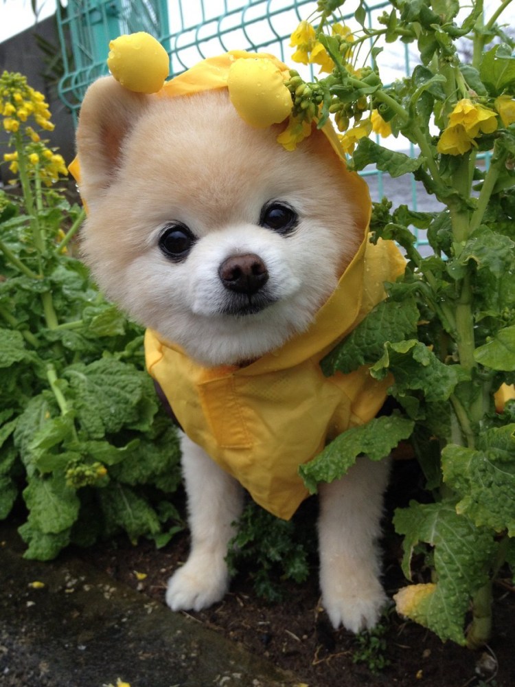 Порода Акита ину