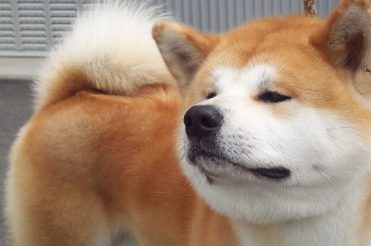 Японская собака Шунсуке