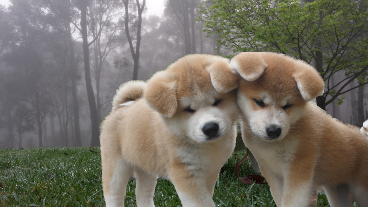 Акита ину щенок