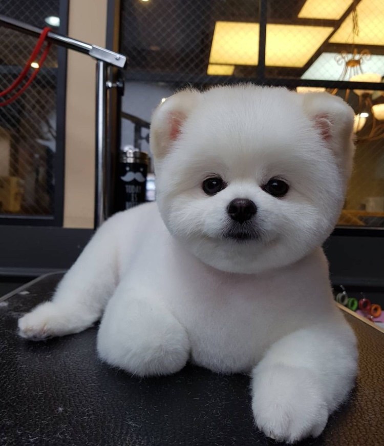 Японская собака Акита ину