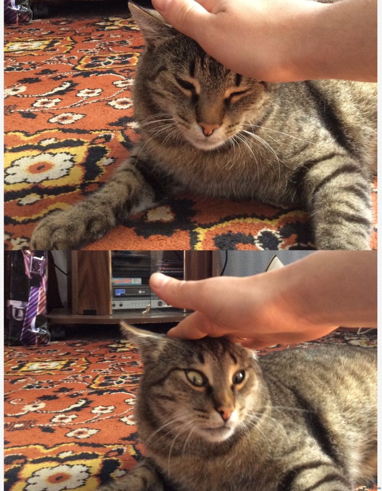 Гладить кота