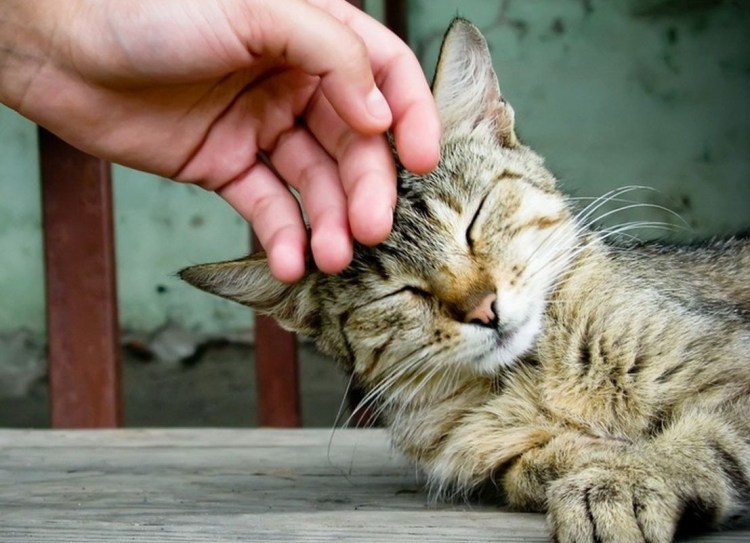 Кошка ластится