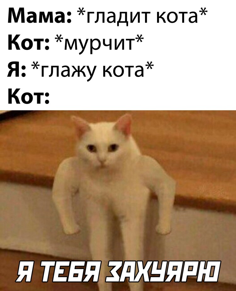 Погладить котика Мем