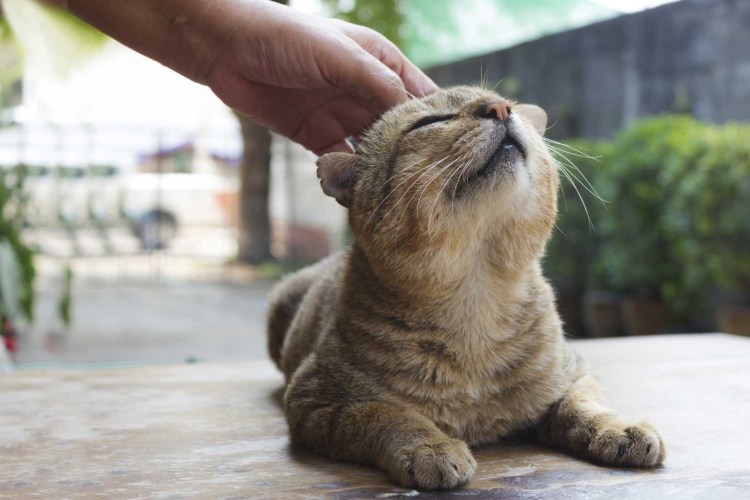 Человек гладит кошку