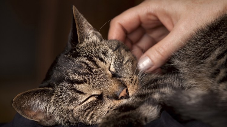 Кошка ласкается