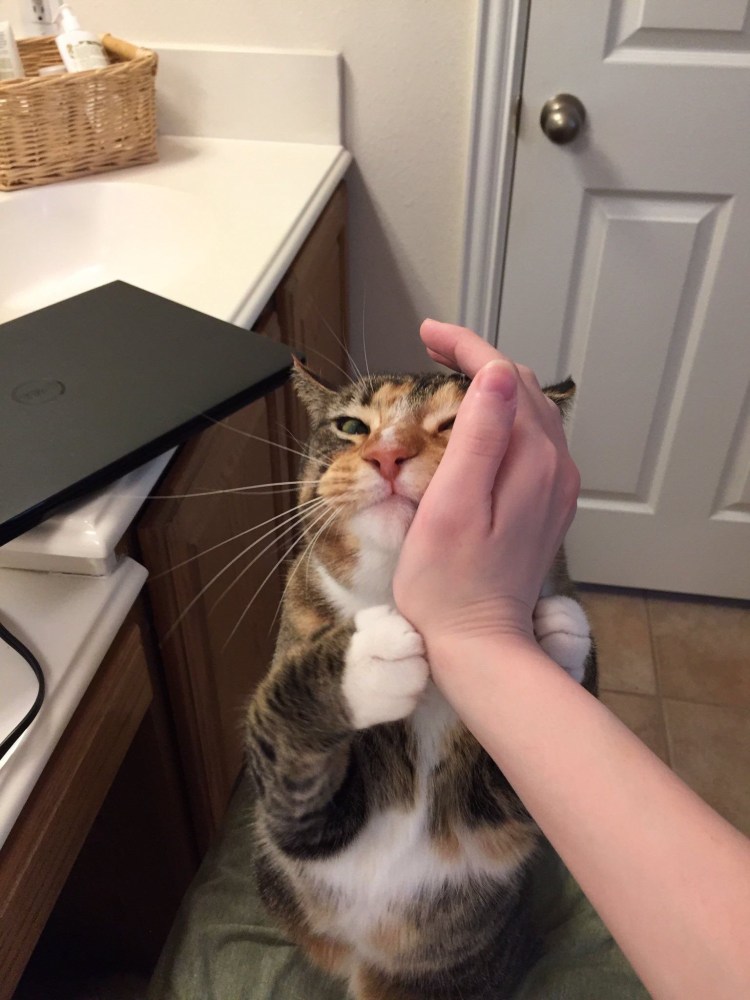 Поглаживание кота