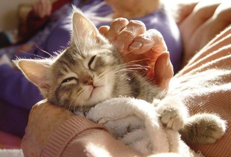 Котенок мурлычет