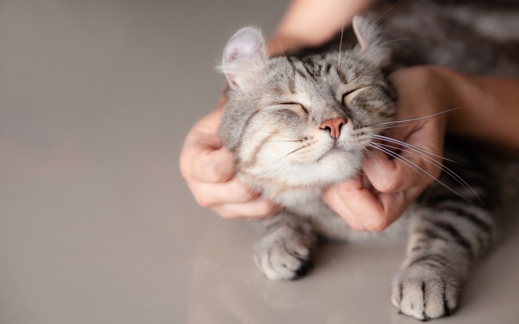 Гладить кошку