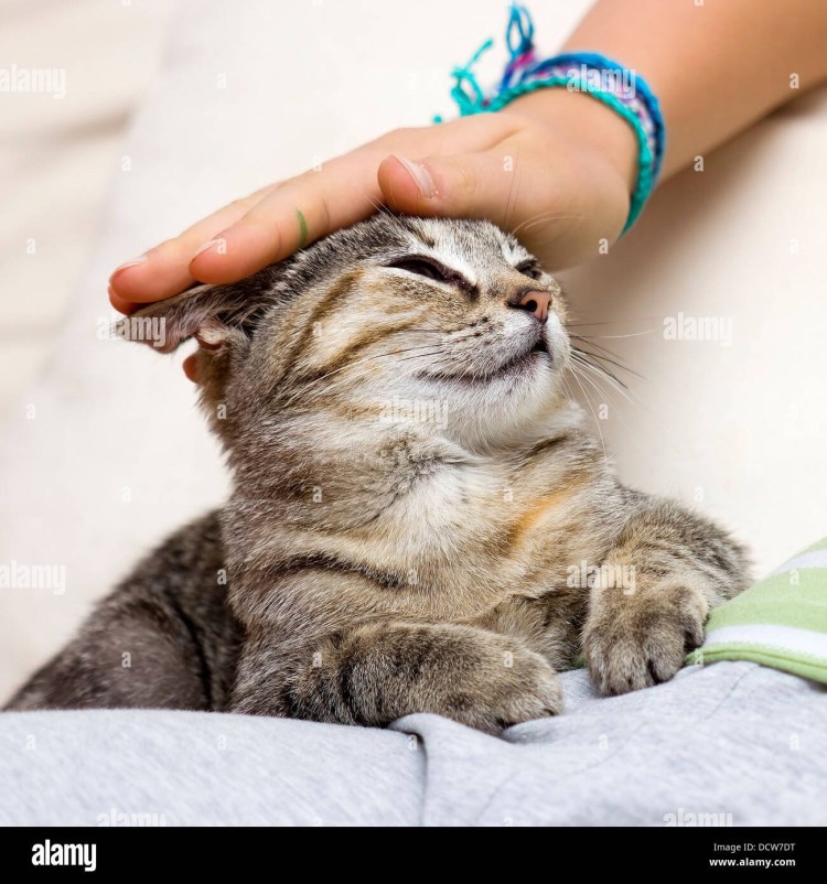 Котика гладят по голове