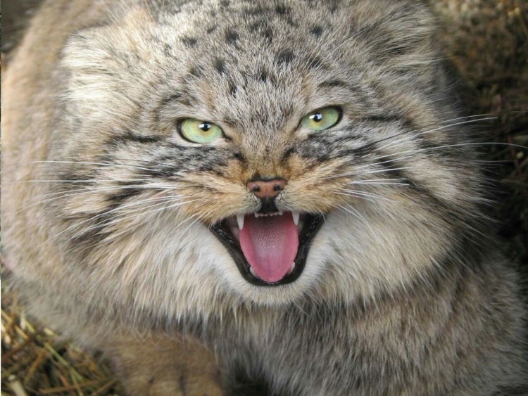 Камышовый кот Манул