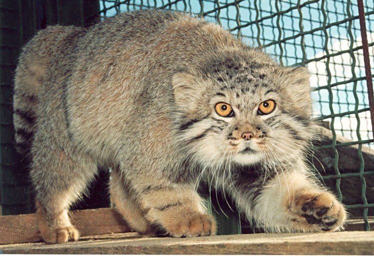 Сибирский дикий кот Манул