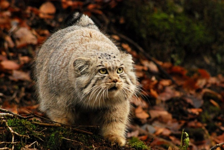 Степная кошка Манул