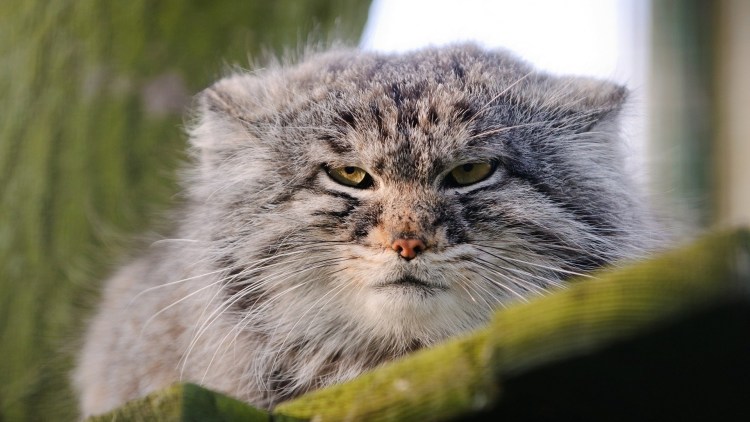 Манул (палласов кот) морда