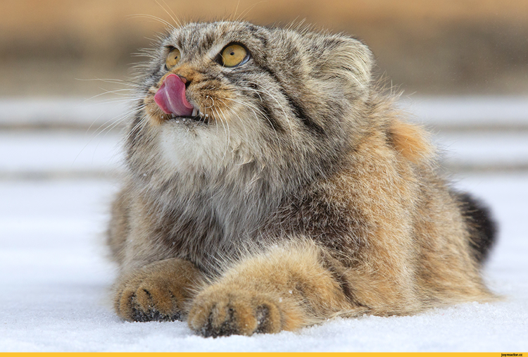 Манул (палласов кот)