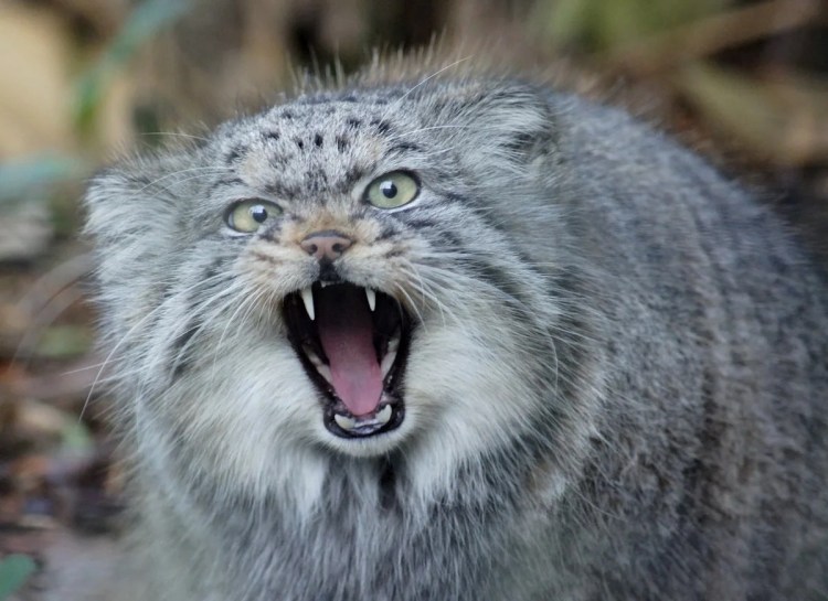 Камышовый кот Манул