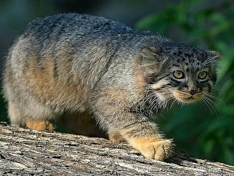 Дикий кот Манул котята