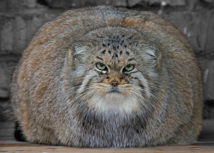 Степной кот Манул