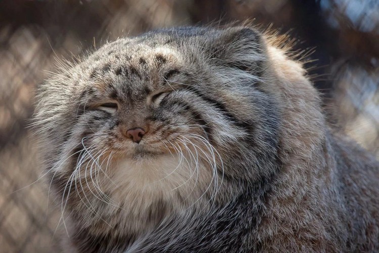 Сибирский дикий кот Манул