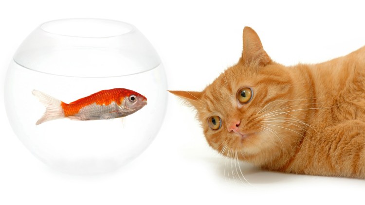 Рыбка для кошки