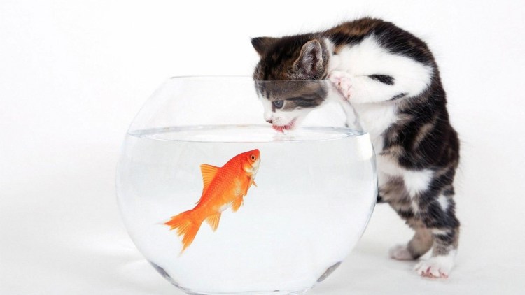 Рыбка для кошки