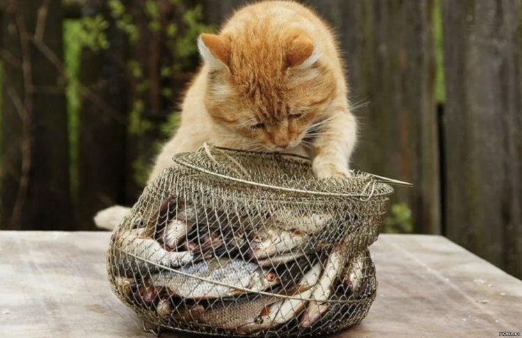 Аквариум с кошкой