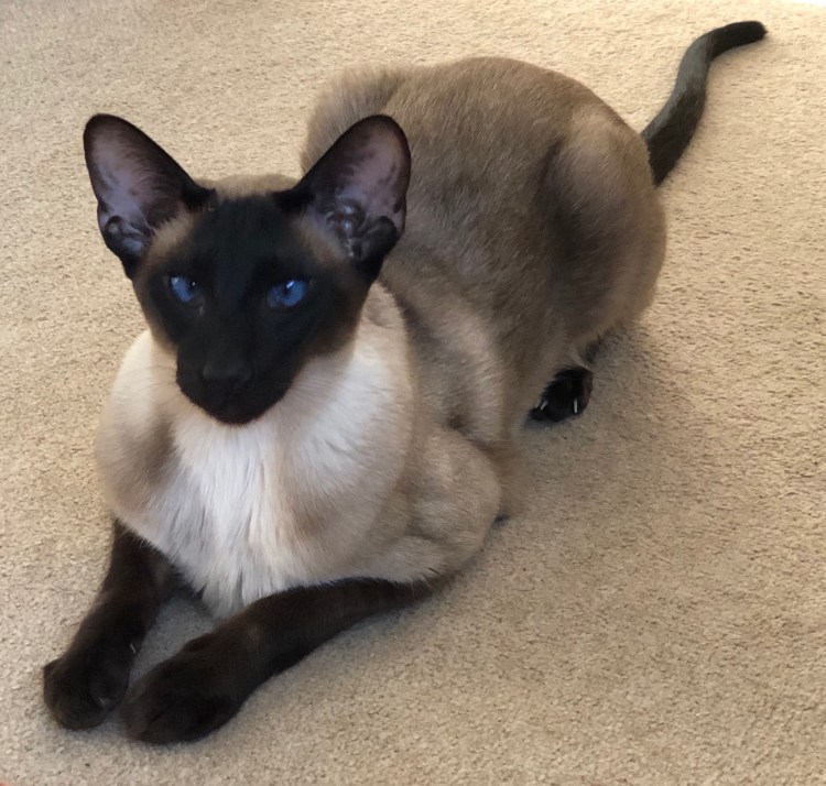 Сиамская кошка Ориентал