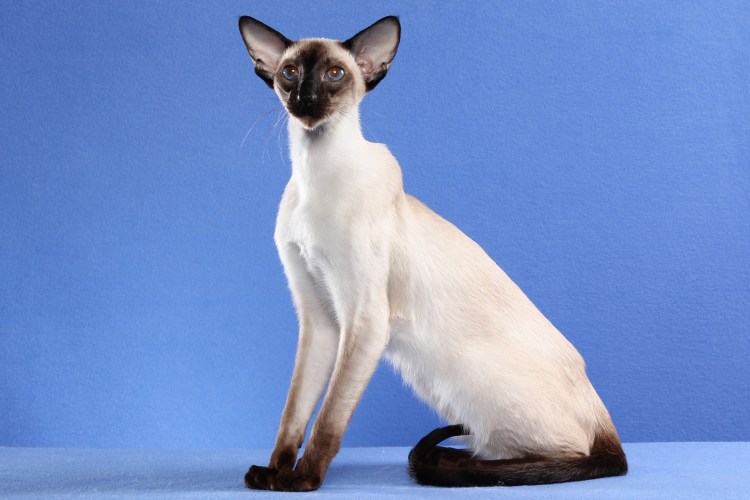 Сиамская Ориентальная кошка