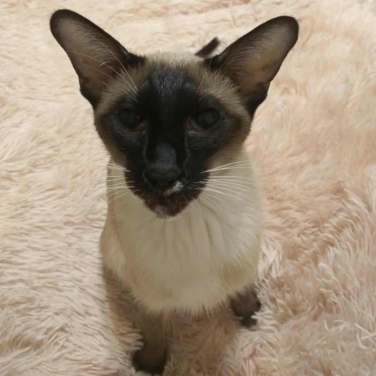 Классический сиамский кот Ориентал
