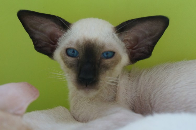 Яванез циннамон